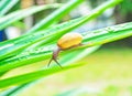Snail on wet green pandanus palm leaf
