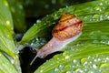 Snail on a wet leaf