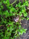 Snail at the wet leaves Royalty Free Stock Photo