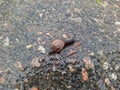 snail on wet pavement after rain in the daytime Royalty Free Stock Photo