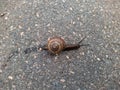 snail on wet pavement after rain in the daytime. Royalty Free Stock Photo