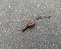 snail on wet pavement after rain in the daytime. Royalty Free Stock Photo