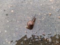 snail on wet pavement after rain in the daytime Royalty Free Stock Photo