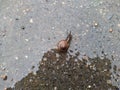 snail on wet pavement after rain in the daytime Royalty Free Stock Photo