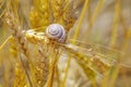 Snail on ripe wheat ears. Summer background Royalty Free Stock Photo