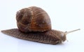 Snail