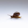 Snail Royalty Free Stock Photo