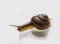 Snail Royalty Free Stock Photo