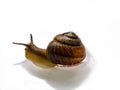 Snail Royalty Free Stock Photo