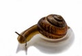 Snail Royalty Free Stock Photo