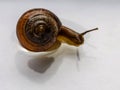 Snail Royalty Free Stock Photo