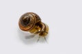 Snail Royalty Free Stock Photo