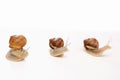 Snail white background animal brown. cute Royalty Free Stock Photo