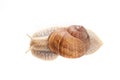 Snail white background animal brown. closeup Royalty Free Stock Photo