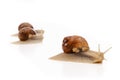 Snail white background animal brown. shell Royalty Free Stock Photo