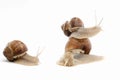 Snail white background animal brown. shell tentacle Royalty Free Stock Photo