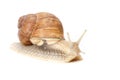 Snail white background animal brown. garden