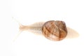 Snail white background animal brown. macro Royalty Free Stock Photo