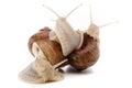Snail white background animal brown. shell slug Royalty Free Stock Photo