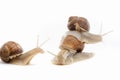 Snail white background animal brown. shell spiral Royalty Free Stock Photo