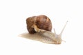 Snail white background animal brown. tentacle Royalty Free Stock Photo