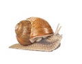 Snail on a white background Royalty Free Stock Photo