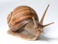 Snail on a white background. Isolation, Royalty Free Stock Photo
