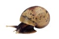 Snail white background Royalty Free Stock Photo