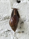 Snail on white concrete