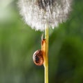 Snail And White Dandelion