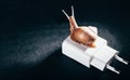 Snail on a white power adapter. Slow phone charging. Old power supply. A place under the inscription. Black background Royalty Free Stock Photo