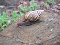 Snail on a white stone overgrown with moss Royalty Free Stock Photo