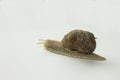 Snail Royalty Free Stock Photo