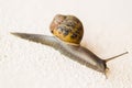 Snail, wild, on a white textured wall