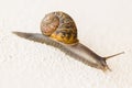 Snail, wild, on a white textured wall