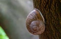 Snail wintering on tree trunk Royalty Free Stock Photo