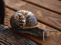 Snail on Wood Royalty Free Stock Photo