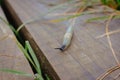 Snail on a wooden background. Snail without shell on board. Helix with antenna in the garden. Wildlife, macro. Macro of gastropod.