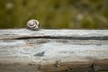 Snail on Wooden Fence