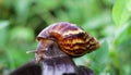 Snail on the wooden in the garden