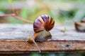 Snail on the wooden in the garden