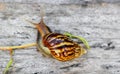 Snail on the wooden in the garden