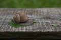 Snail wooden plank closeup background nature