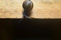 Snail in wooden table background