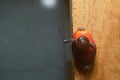 Snail in wooden table background