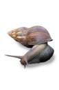 Snail (Bekicot, Achatina fulica, African giant snail, Archachatina marginata) isolated at white background. Royalty Free Stock Photo