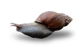 Snail (Bekicot, Achatina fulica, African giant snail, Archachatina marginata) isolated at white background Royalty Free Stock Photo