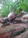 snail& x27;s journey in nature to survive and reproduce