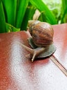 Snail (siput or bekicot in Indonesia)is crawling on the floor Royalty Free Stock Photo