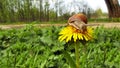Snail On Yellow Dandelion